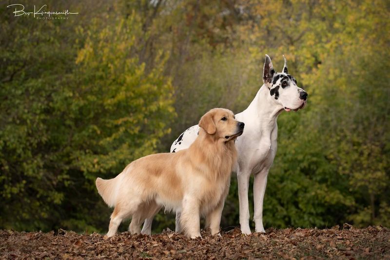 Great Dane