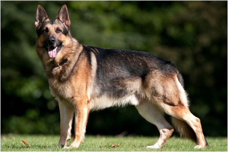German Shepherd