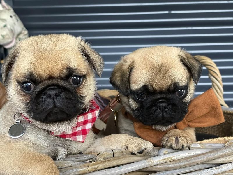 Pug
