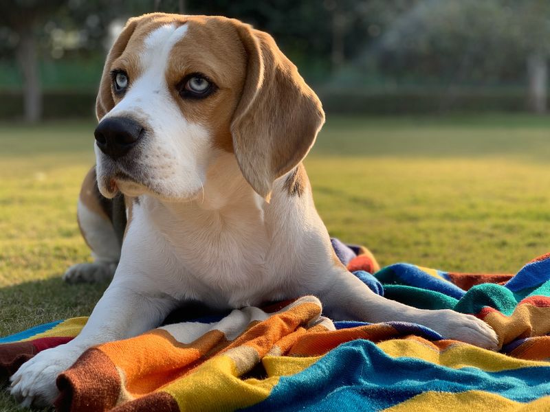 Beagle