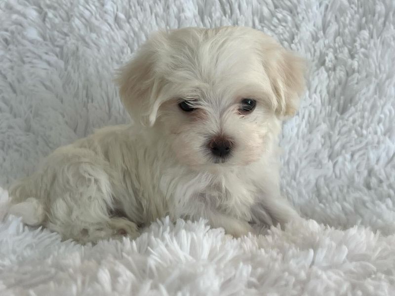 Maltese