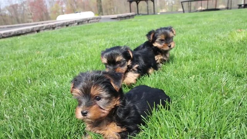 Yorkshire Terrier