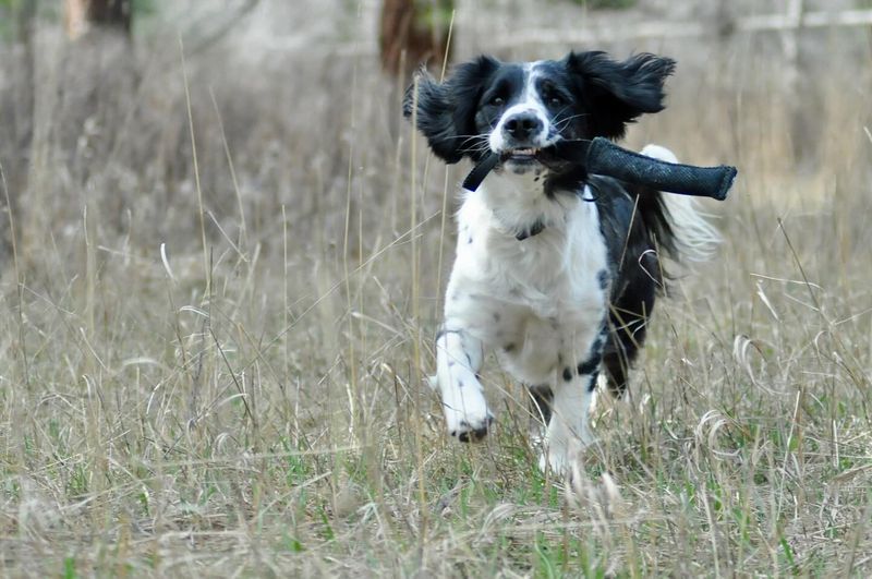 Springer Spaniel