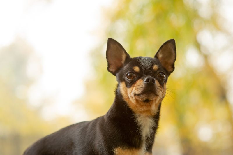 Chihuahua