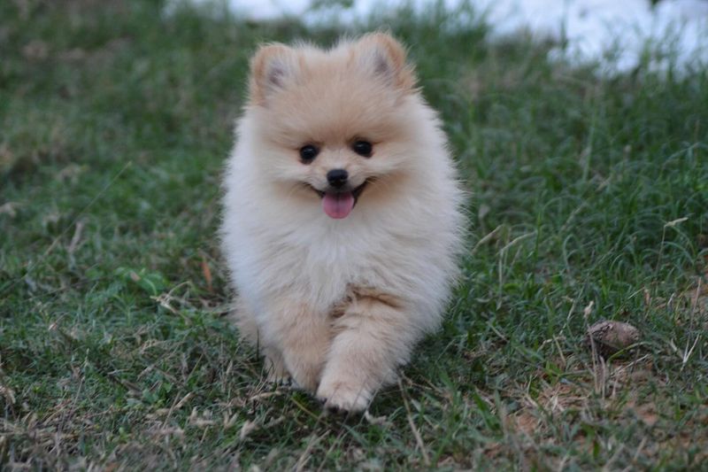 Pomeranian