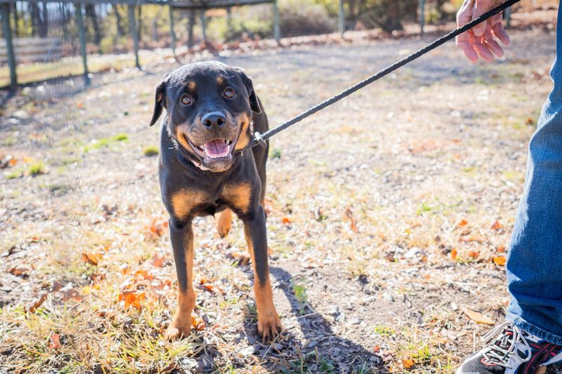 Rottweiler