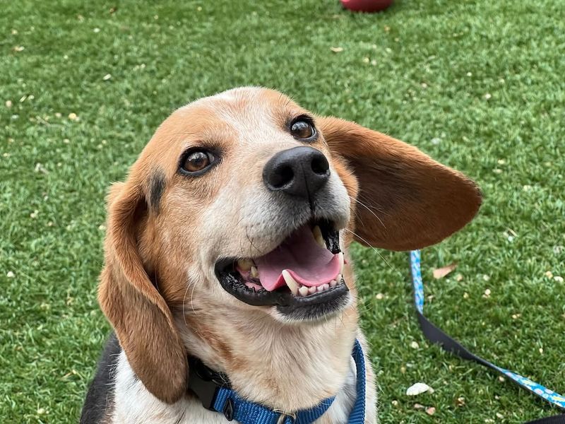 Beagle