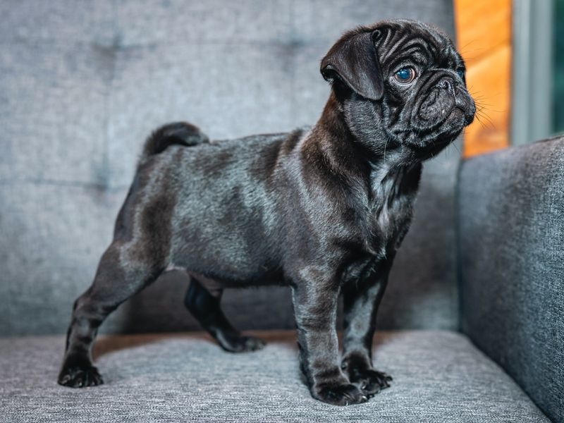 Pug