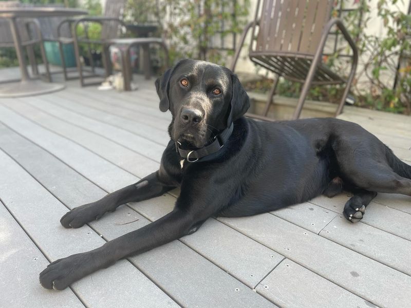 Labrador Retriever
