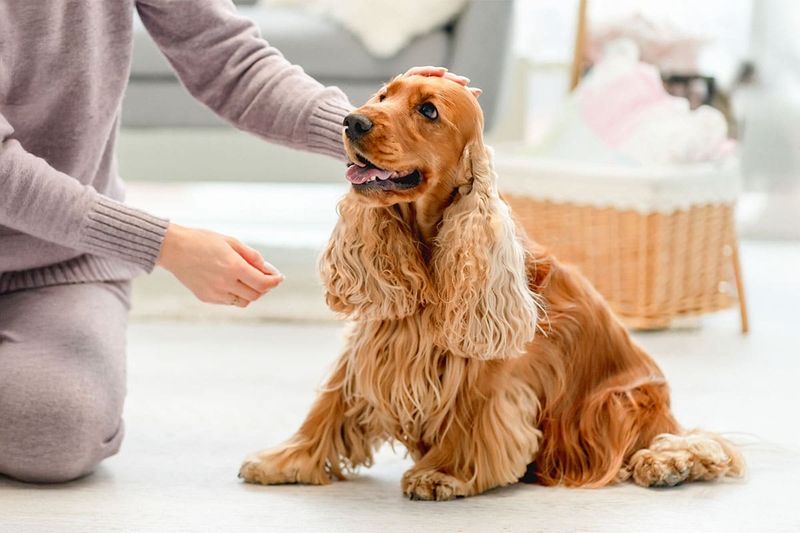 Cocker Spaniel
