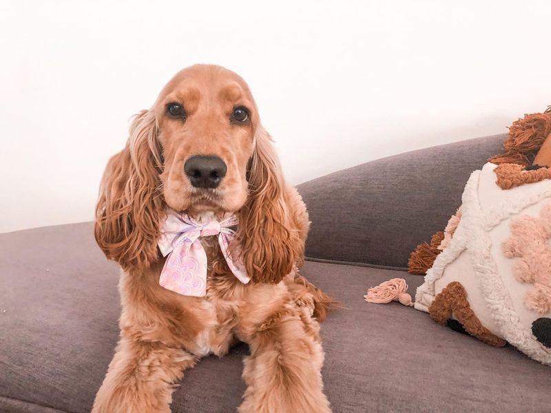 Cocker Spaniel