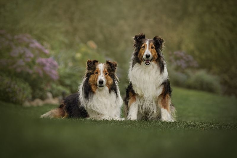 Shetland Sheepdog