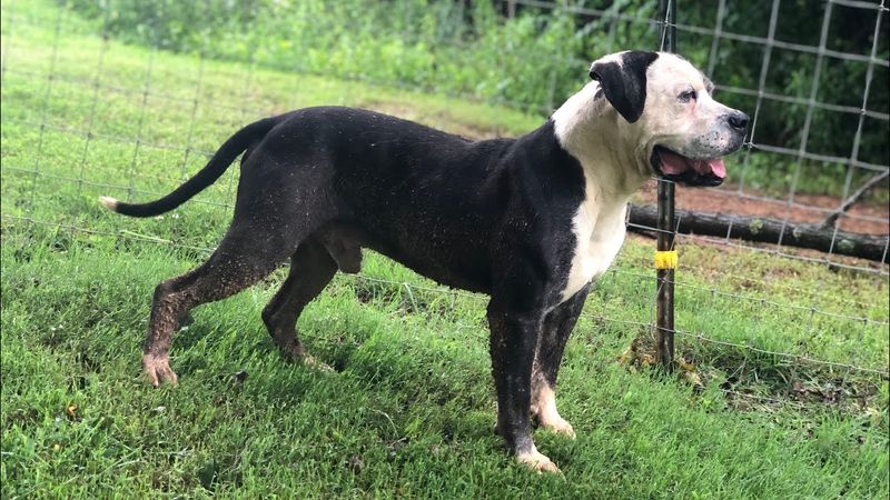 American Bulldog