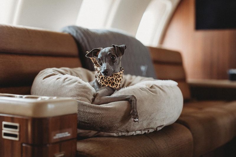 Italian Greyhound