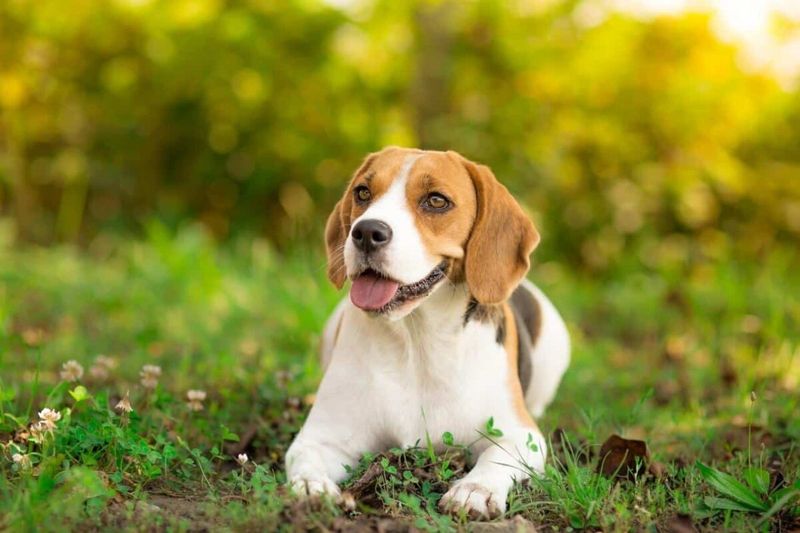 Beagle