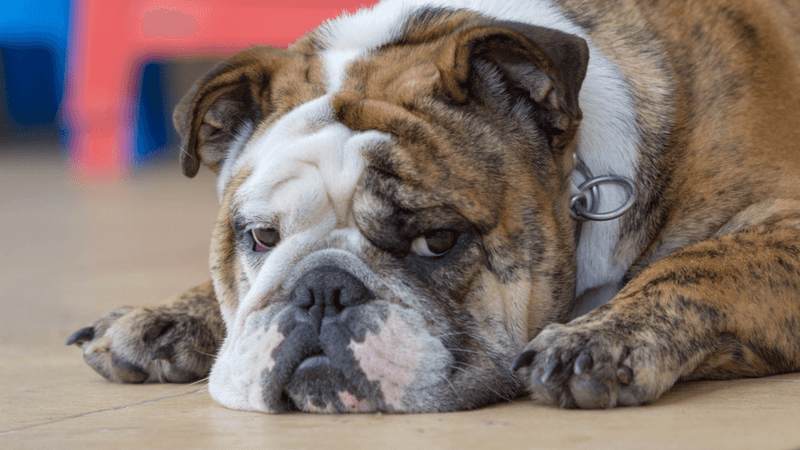 Bulldog