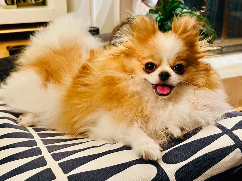 Pomeranian
