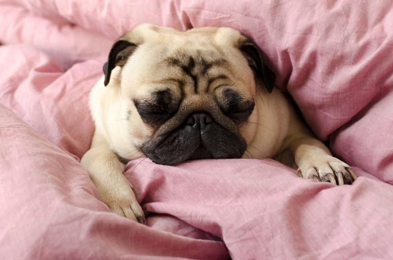 Pug