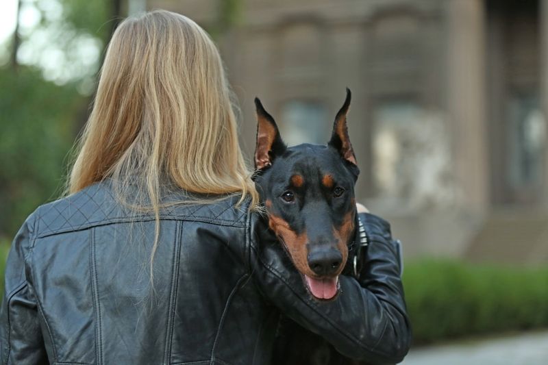 Doberman Pinscher