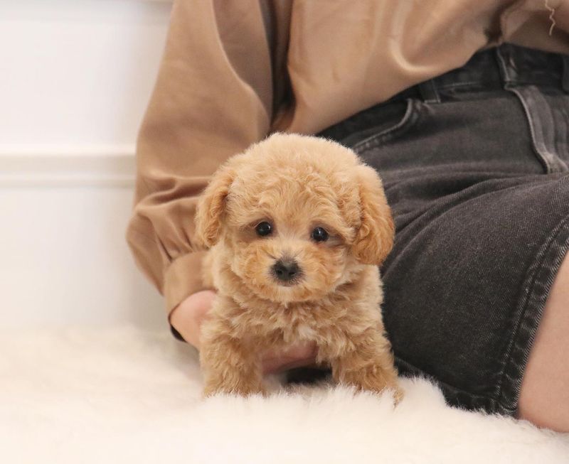 Toy Poodle
