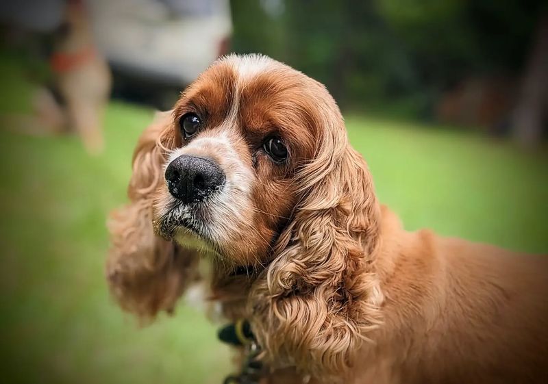 Cocker Spaniel