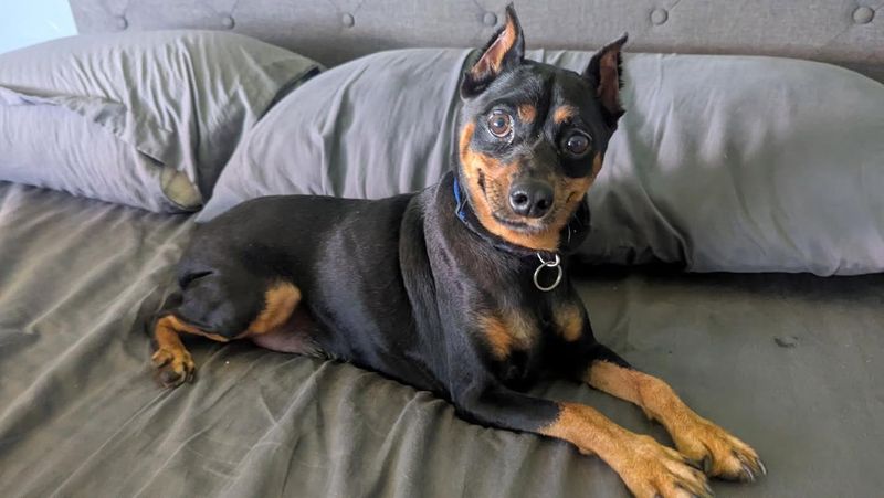 Miniature Pinscher