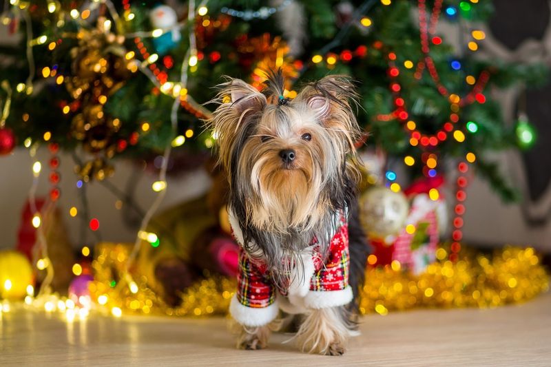 Yorkshire Terrier
