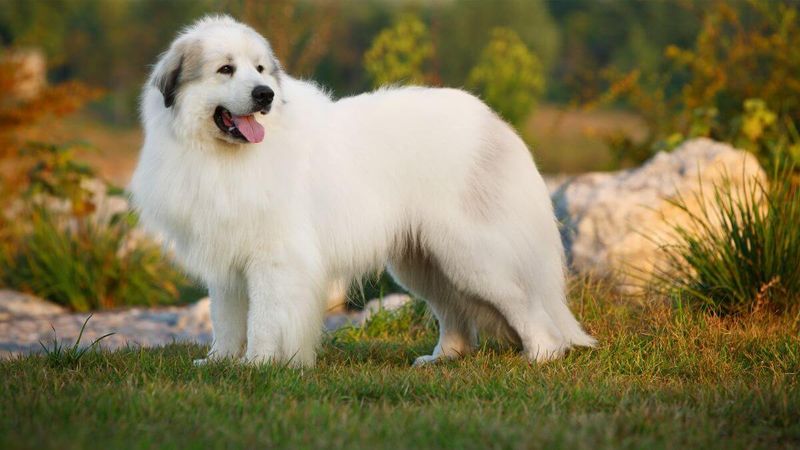 Great Pyrenees