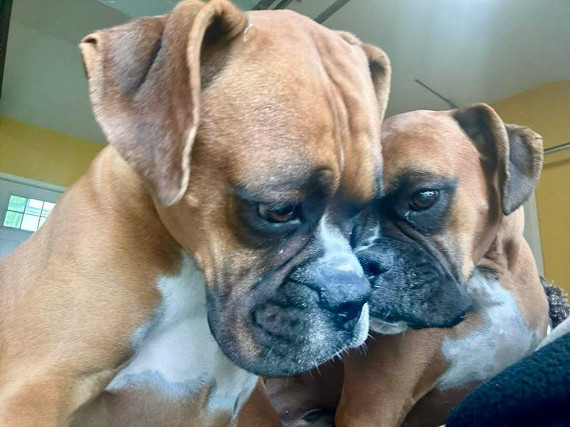 Boxer