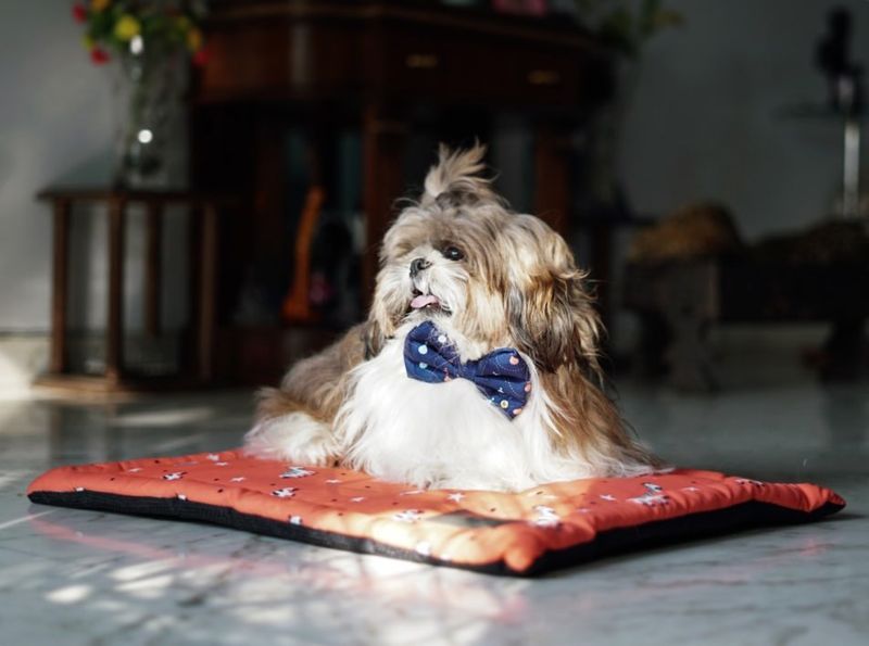 Shih Tzu