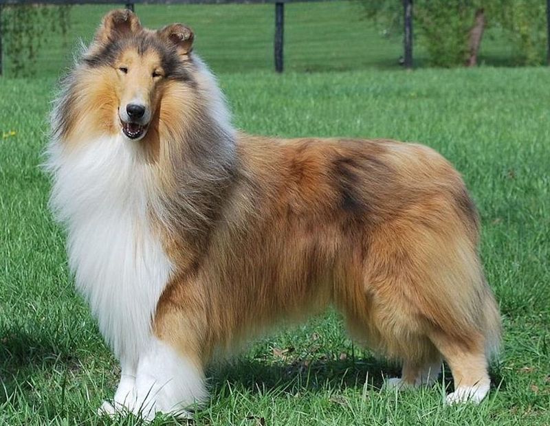 Collie