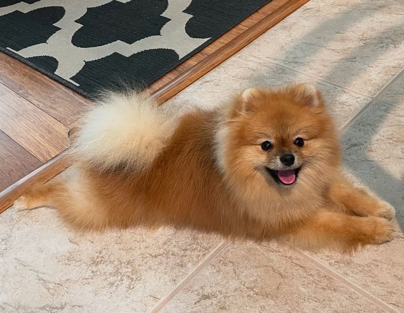 Pomeranian