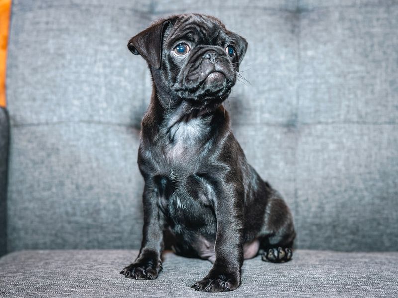 Pug