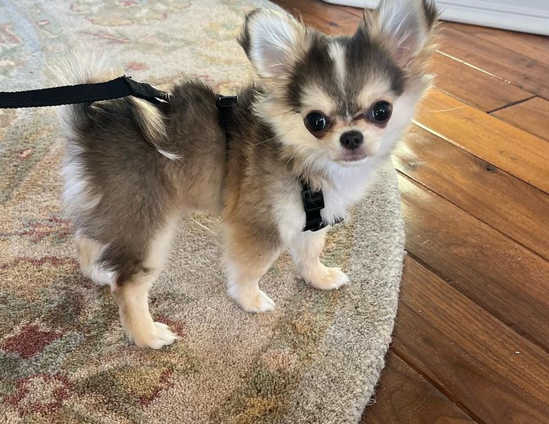 Chihuahua