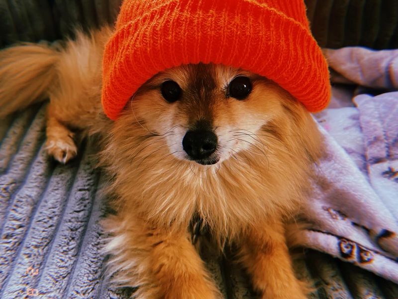 Pomeranian