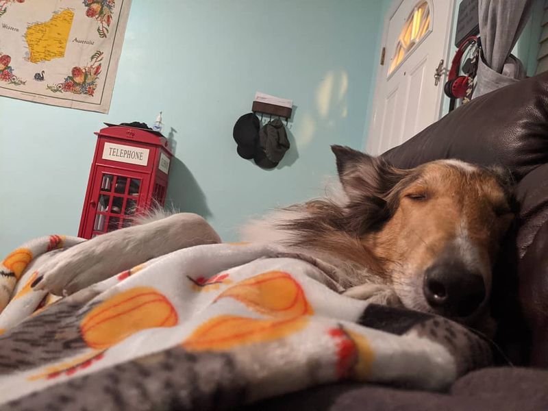 Collie