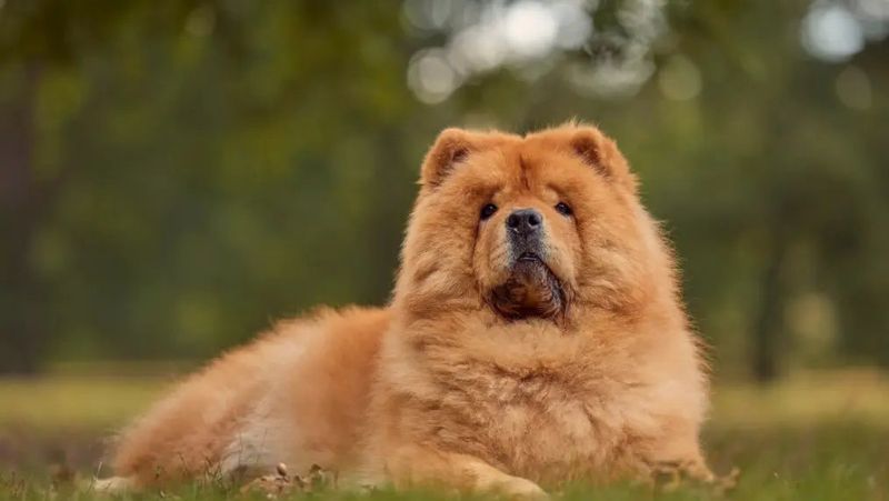 Chow Chow