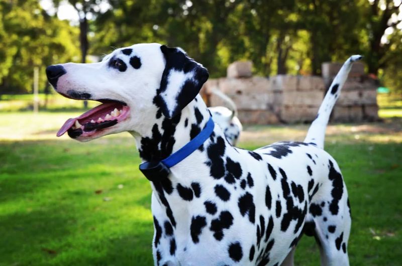 Dalmatian
