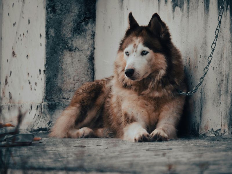 Siberian Husky