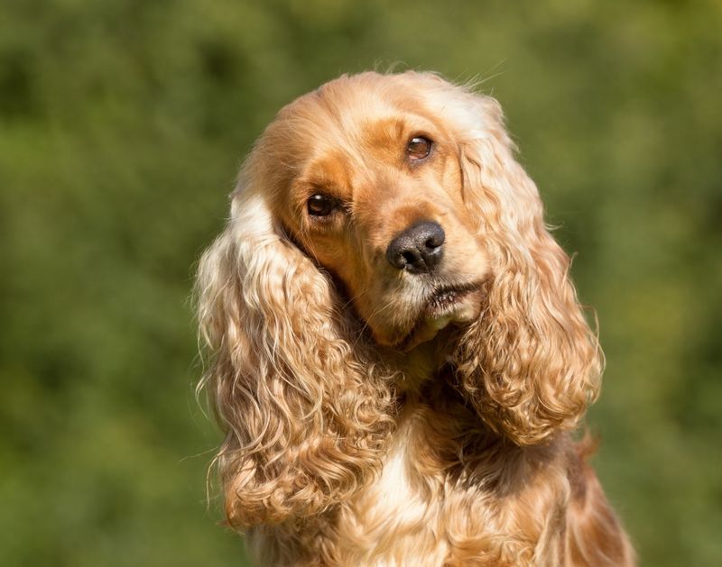 Cocker Spaniel