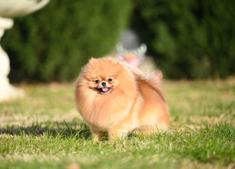 Pomeranian