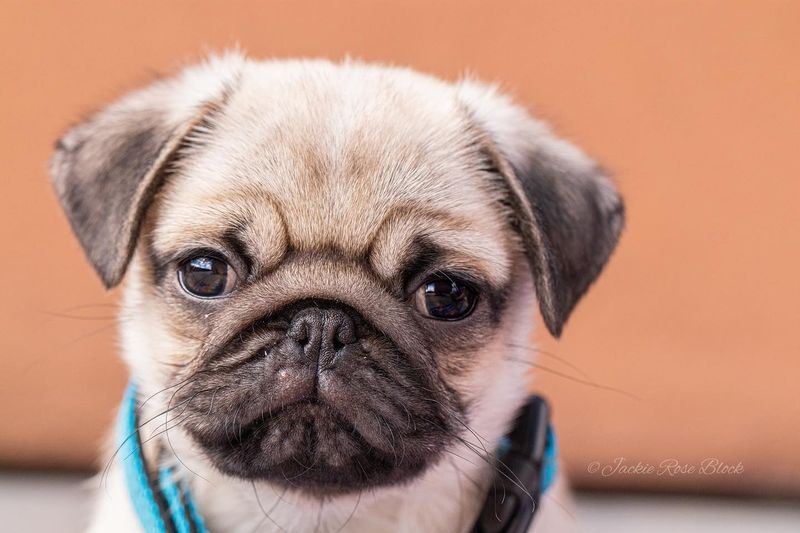Pug