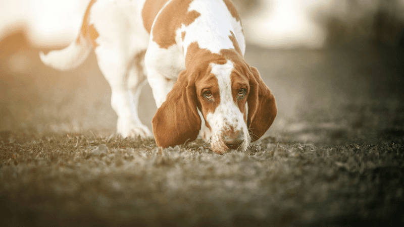 Basset Hound