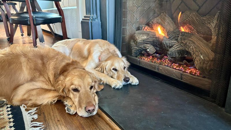 Max the Golden Retriever