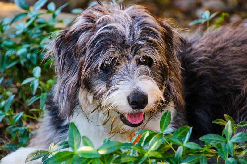 Bordoodle