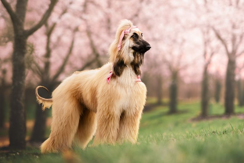 Afghan Hound