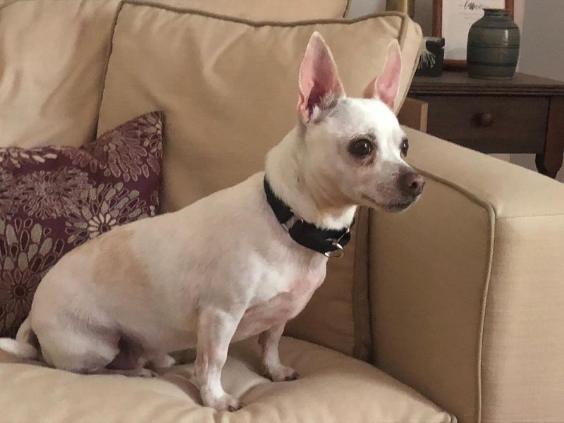Chihuahua