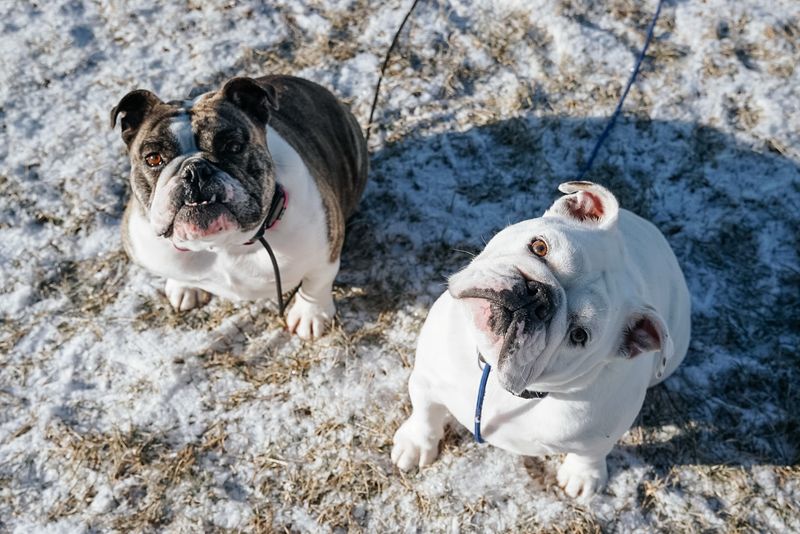 Bulldog