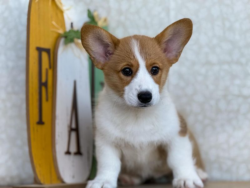 Welsh Corgi