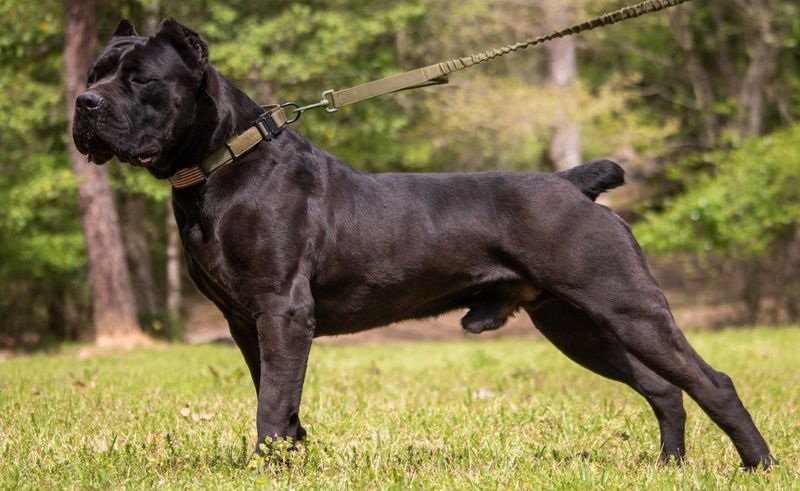 Cane Corso